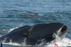 Ecco cosa succede se vi inghiotte una balena. Viene Ingoiato Da Una Balena Mentre Fa Sub Ne Esce Vivo Per Miracolo Video