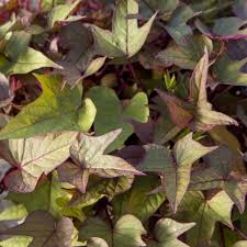 Sweet potato vine can be used in many ways. Wholesale Ipomoea Sweet Potato Bright Ideas Rusty Red Unrooted Cuttings