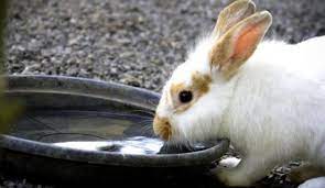 They are grazers and must eat constantly to keep their digestive system moving and working properly. Why Is My Rabbit Not Drinking Water Clever Pet Owners