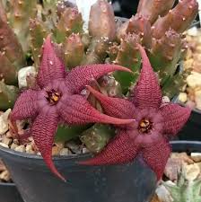Image result for Stapelia