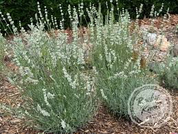 Image result for Lankesteria alba