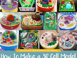 Simplified animal cell model with nucleus, nuclear envelope, rough endoplasmic reticulum and ribosomes, smooth endoplasmic reticulum, golgi apparatus, mitochondria, vacuoles. How To Create 3d Plant Cell And Animal Cell Models For Science Class Owlcation