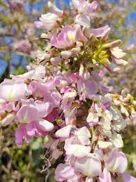 Image result for Gliricidia sepium