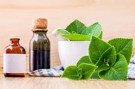 Cuban oregano (plectranthus amboinicus) spiegelt das gewünschte thema how to grow and care. How To Grow And Care For Cuban Oregano Gardener S Path