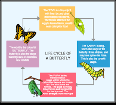 Diagram Examples Drawn Using Creately Creately