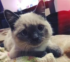 Do you like a famous movie star, musician, novelist or activist that comes from ireland? 50 Best Irish Cat Names Cat Names Tabby Cat Names Cute Cats