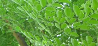 نتيجة بحث الصور عن بذور المورينجا