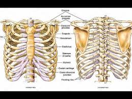 Rib bone anatomy and landmarks. Two Minutes Of Anatomy Ribcage Youtube