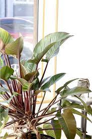 Maybe you would like to learn more about one of these? Philodendron An Underrepresented Genus In The Interior Landscape In Situ Plants