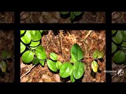 Image result for Acokanthera laevigata