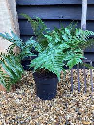 Image result for Dryopteris antarctica