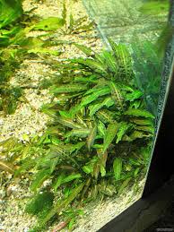 Planting for your cryptocoryne beckettii. Cryptocoryne Affinis Flowgrow Aquatic Plant Database