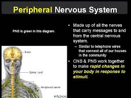 Learn about quick facts brain, spinal cord, and nerve disorders symptoms, diagnosis and treatment in the merck manual. The Nervous System Structure Function Brain Spinal Cord