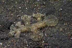 Image result for Melinis subglabra