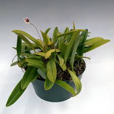 Image result for Bulbophyllum prorepens