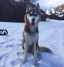 The breed belongs to the spitz genetic family. Facebook