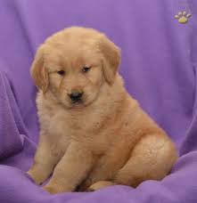 Puppyfinder.com is your source for finding an ideal golden retriever puppy for sale in usa. Dallas Golden Retriever Puppy For Sale In Millersburg Oh Happy Valentines Day Happyvalentinesday2016i