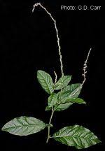 Image result for Petiveria