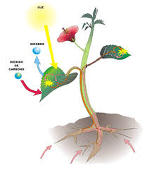 Resultado de imagen para cuales son las funcion de nutricion