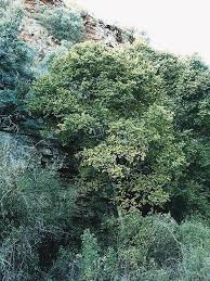 Image result for Celtis africana