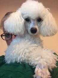Toy Poodle Penny Toy Poodle Poodle Grooming Poodle