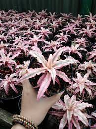 Fortunately, bromeliads are beautiful foliage plants. Mengenal Bromelia Tanaman Hias Daun Warna Warni Berduri Cantik Yang Banyak Diburu Ringtimes Banyuwangi