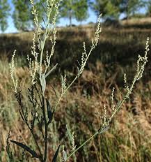 Image result for Chenopodium