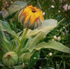 فيهآ رقة غزآل وهيبة أسد تصوير صور ورد مصوريين العراق انستاقرام Plants Instagram