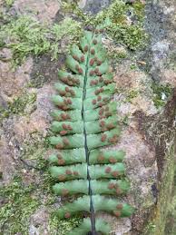 Image result for Asplenium inaequilaterale