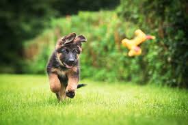 Trusted by 875,000 owners · free online seminars 15 Things To Know Before Getting A German Shepherd Puppy