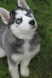 5 jenis anjing kecil yang tidak tumbuh besar daftarhewan com anjing anjing pomeranian adopsi anjing. Siberian Huskies I Want One Puppies Dogs And Puppies Husky Puppy