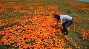 Maybe you would like to learn more about one of these? Wildflower California Poppies Lancaster Ca April 17 2010 Youtube