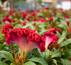 Image result for Celosia elegantissima