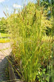 Image result for Schoenoplectus scirpoides