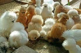 Do not wash, write or hatch our eggs with other breeds. Hatching Eggs Assorted Show Quality Silkies 6 Eggs