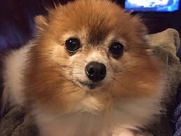 Looking for greensboro animal control adoptions or lost pet reports? Greensboro Nc Pomeranian Meet Mattie A Pet For Adoption