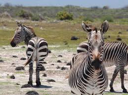 Thanks for summarizing what you learned about camouflage and how zebras live in the wilderness! How Stressed Out Are Zebras Just Ask Their Poop Science Smithsonian Magazine