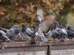 Discover how pigeon was found. Leaders Fliers And Foragers The Politics Of Being A Pigeon