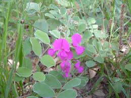 Image result for Tephrosia pumila