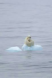 The Ice Is Melting Polar Bear Animals Animals Beautiful
