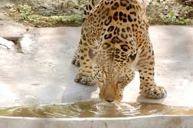 Prior to joining the jaguars, parekh worked in the new york office of proskauer, an international law firm renowned for its sports law group. Us Scientists Identify Habitat To Support 150 Jaguars The Statesman