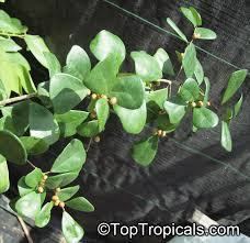 Image result for Ficus natalensis