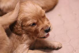 Check spelling or type a new query. Dark Red Golden Retriever Puppy Windy Knoll Golden Retrievers