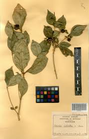 Image result for Heinsia