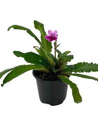 Image result for Streptocarpus kamerunensis
