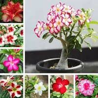 To learn more please watch the video. Oxalis Plum Crazy 2 Inch Pot Ebay