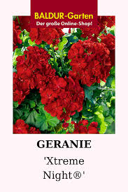 Geranie Xtreme Night 1a Pflanzen Kaufen Baldur Garten In 2020 Geranien Pflanzen Balkon Pflanzen