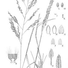 Image result for Eragrostis atrovirens