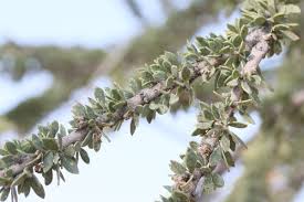 Image result for Boscia foetida