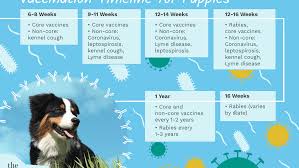 Find out which puppy shots your new friend will need, and the right schedule for when your puppy should receive vaccinations. Puppy Shots And Vaccination Schedules